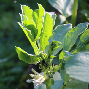 Broad Bean tips