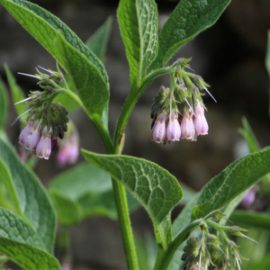 Comfrey