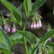 Organic Comfrey Feed