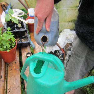 dilute comfrey feed with water