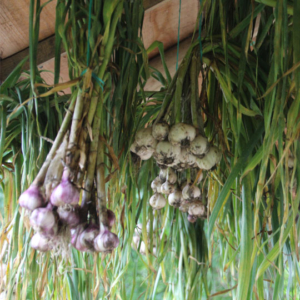 Garlic bulbs drying under the eaves of the roundhouse