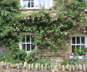 Roses on Bridge Cottage