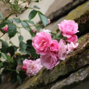 June roses at Bridge Cottage