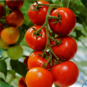 Tomatoes ripening on the vine