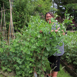 Mangetout in the Bridge Cottage Garden