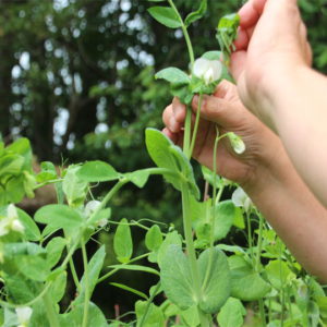 Pinch out the tips of broad beans and mangetout