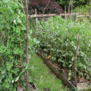 Beds of mangetout, peas and broad beans in the Bridge Cottage Garden