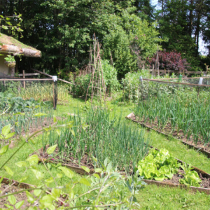 Growing Food in The Bridge Cottage Garden