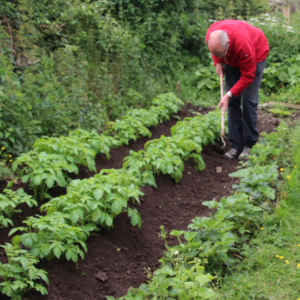 Growing Food in The Bridge Cottage Garden