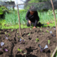 Growing Food in The Bridge Cottage Garden