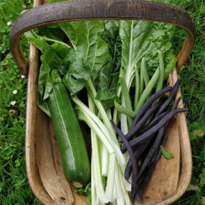 Growing Food in The Bridge Cottage Garden