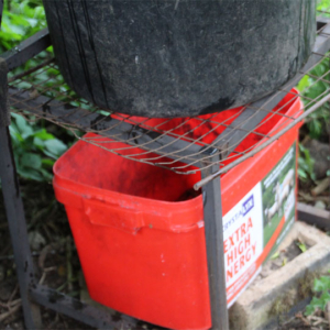 Comfrey feed drips into container under bin