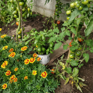 Tomatoes and Marigolds. Companion Planting in the Greenhouse