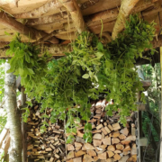 Drying herbs in an airy place