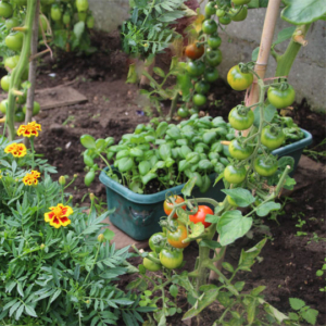 Basil as a companion plant to tomatoes