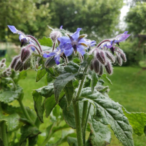 Borage