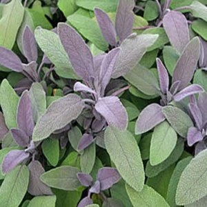 Purple Sage