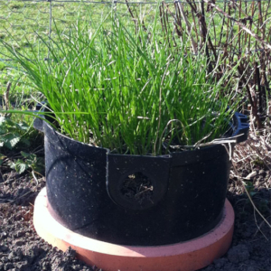 Chives grown in a recycled container