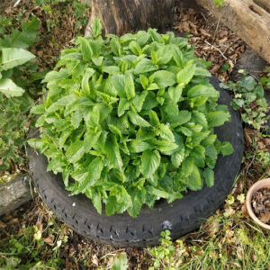 Lemon balm grown in a tyre to prevent spreading