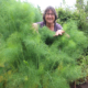 Growing Herbs The Bridge Cottage Way