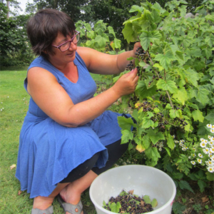 fruit picking for jam making