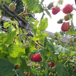 Growing Raspberries