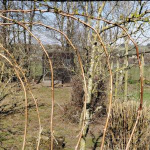 Tie summer fruiting raspberry canes to a fence or stake