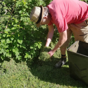 Mulching raspberries with grass cuttings