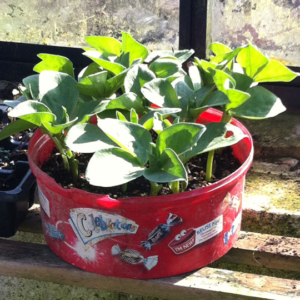 Recycling Plastic in the Garden