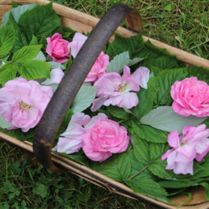 Rose and Raspberry Leaves