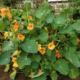 Nasturtium