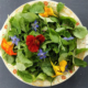 Nasturtium in salad