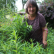 Foraging for Rosebay Willowherb