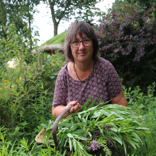 picking rosebay willowherb