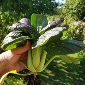 Spring grown pak choi