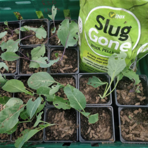 Wool slug pellets on brassica plants