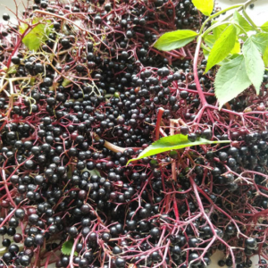 Elderberries