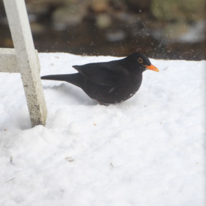 Blackbird looking for food. Feed the Birds