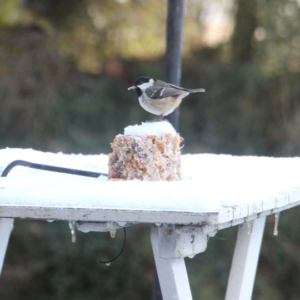 Feed the Birds. 