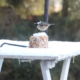 Feeding the Birds in Winter.