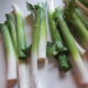 Looking at Leeks: Growing and Eating