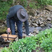 Wild Garlic. Foraging & Cooking Food for Free