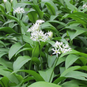 Wild Garlic. Foraging & Cooking Food for Free