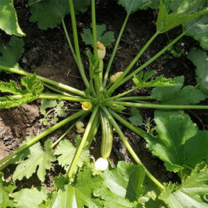 The great courgette glut