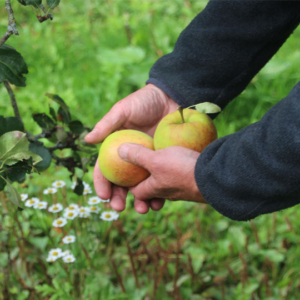 Autumn Bounty: Apples