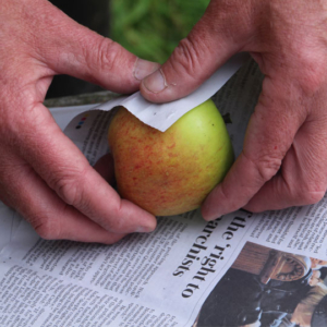 Storing apples