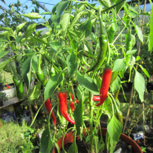 Ring of Fire Chillies